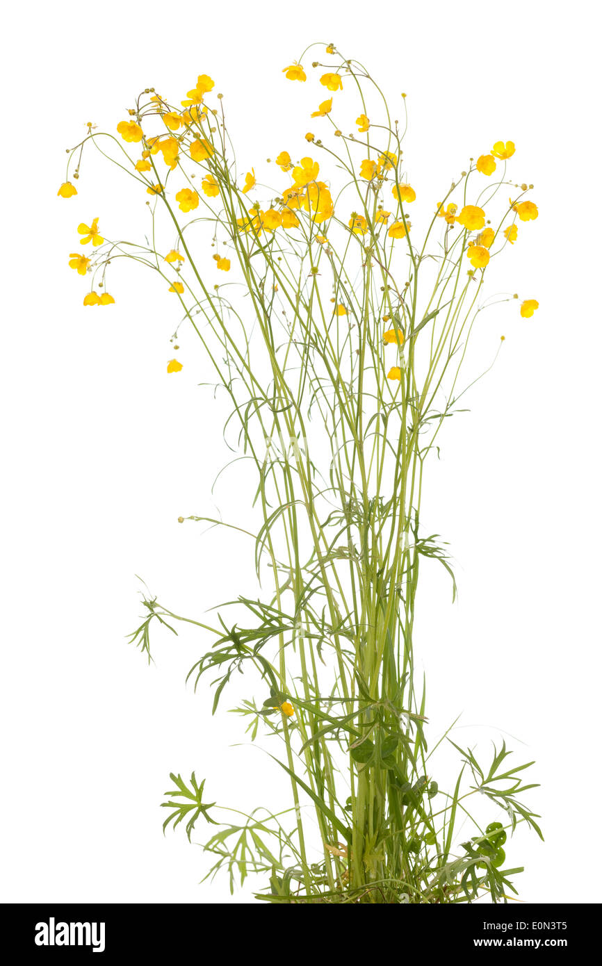 yellow flowers (Ranunculus arvensis) on white background Stock Photo
