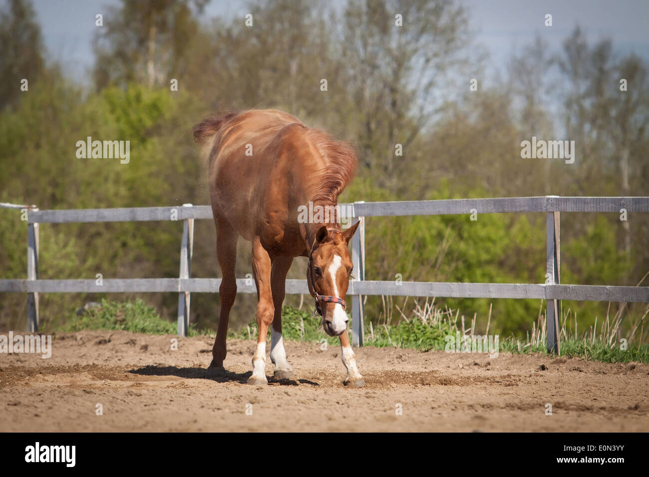 Shaking Tail High Resolution Stock Photography and Images Alamy