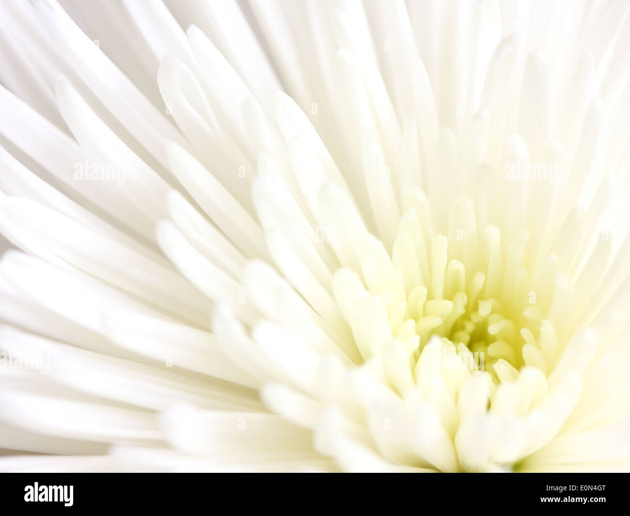White chrysanthemum hi-res stock photography and images - Alamy
