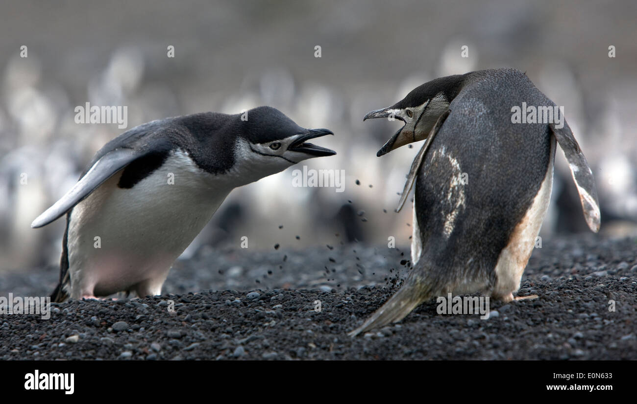 The conflict of two Antarctic penguins on the shore Stock Photo