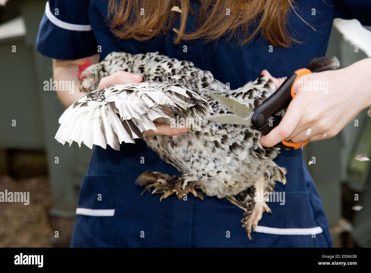 Clipping flight feathers of a Belgian Bantam Stock Photo