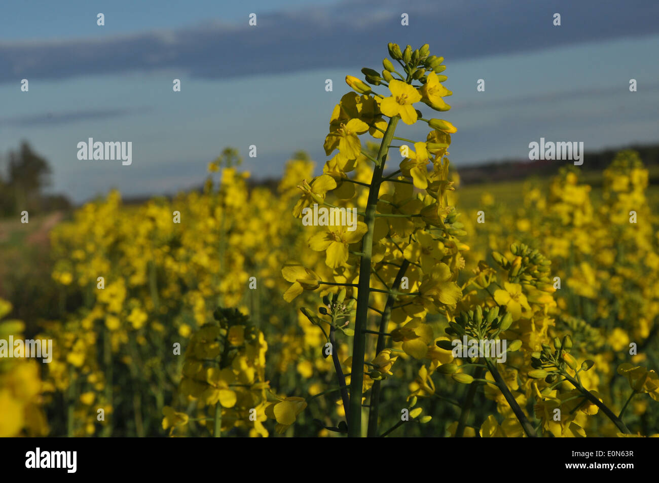 Summer blooming yellow canola field. Stock Photo