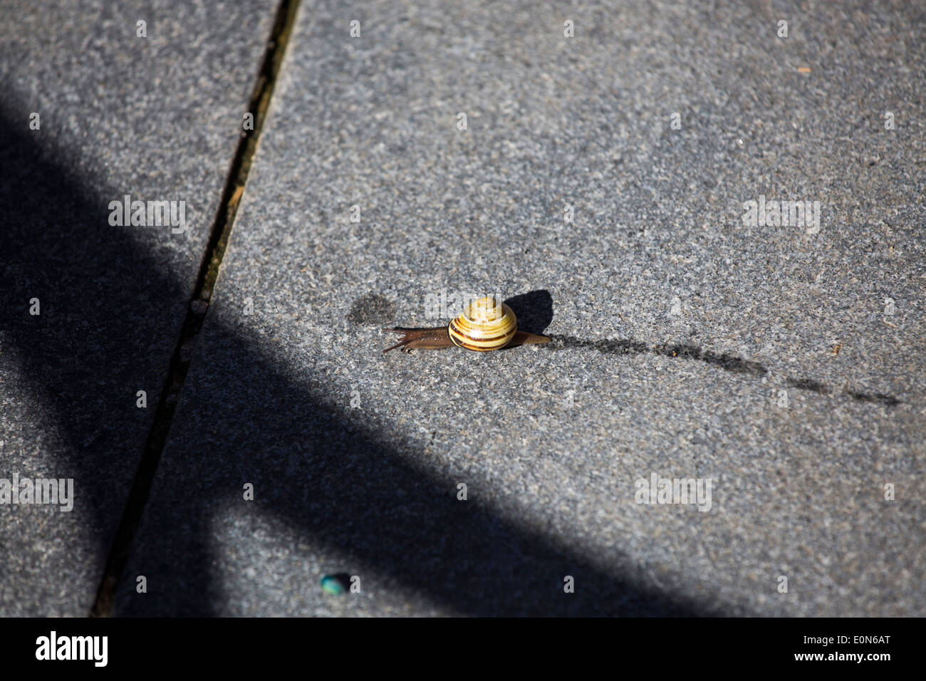 Snail Trail High Resolution Stock Photography and Images Alamy