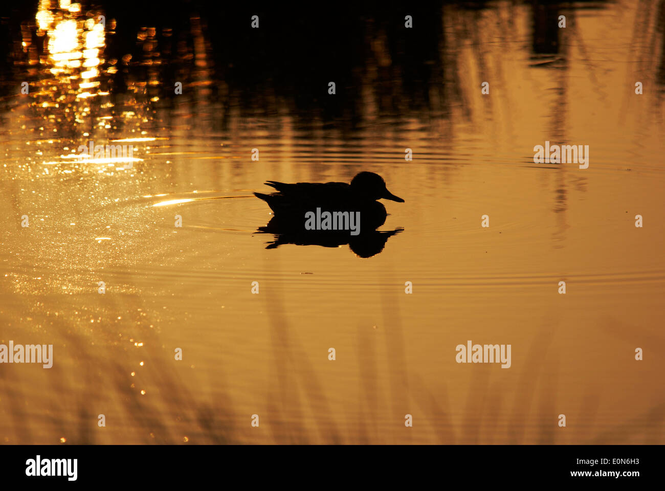 Duck silhouette hi-res stock photography and images - Alamy