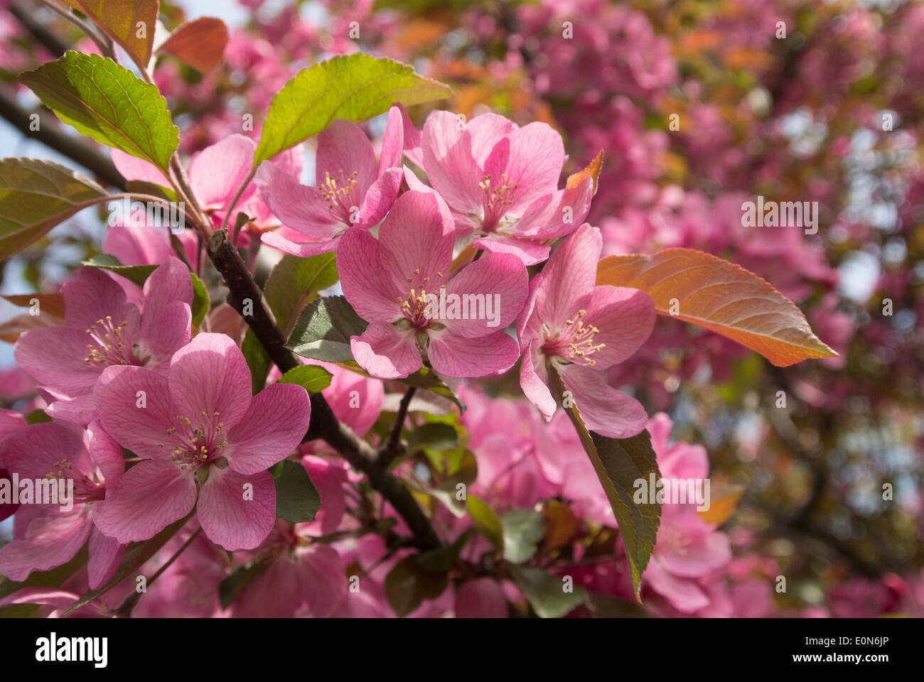 Crab apple blossoms Stock Photo Alamy