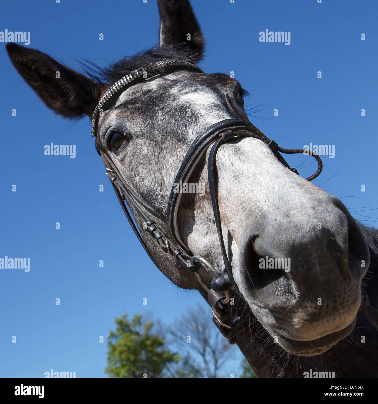Horse head Stock Photo