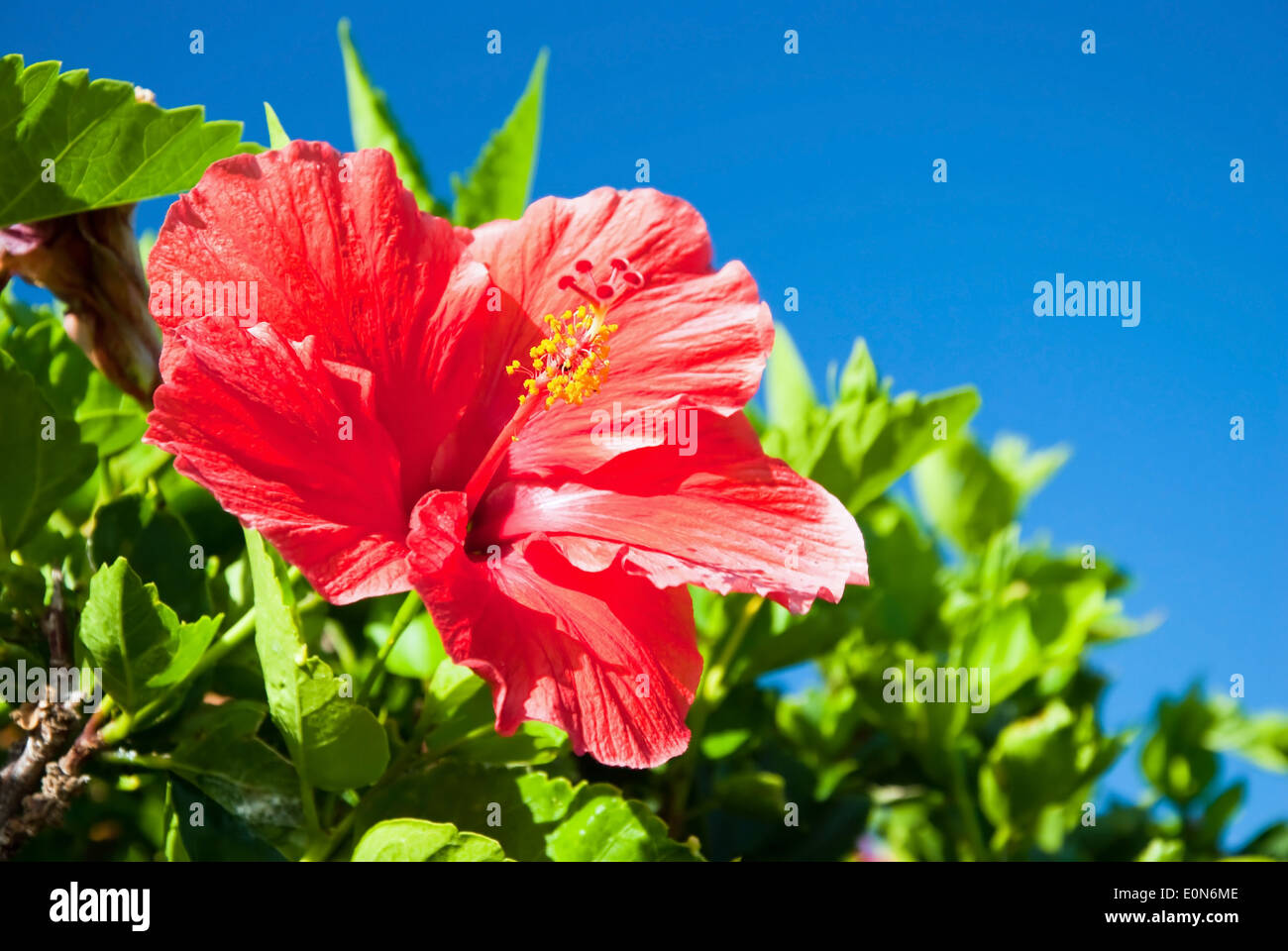 Beautiful view of red Hibiscus flower Stock Photo
