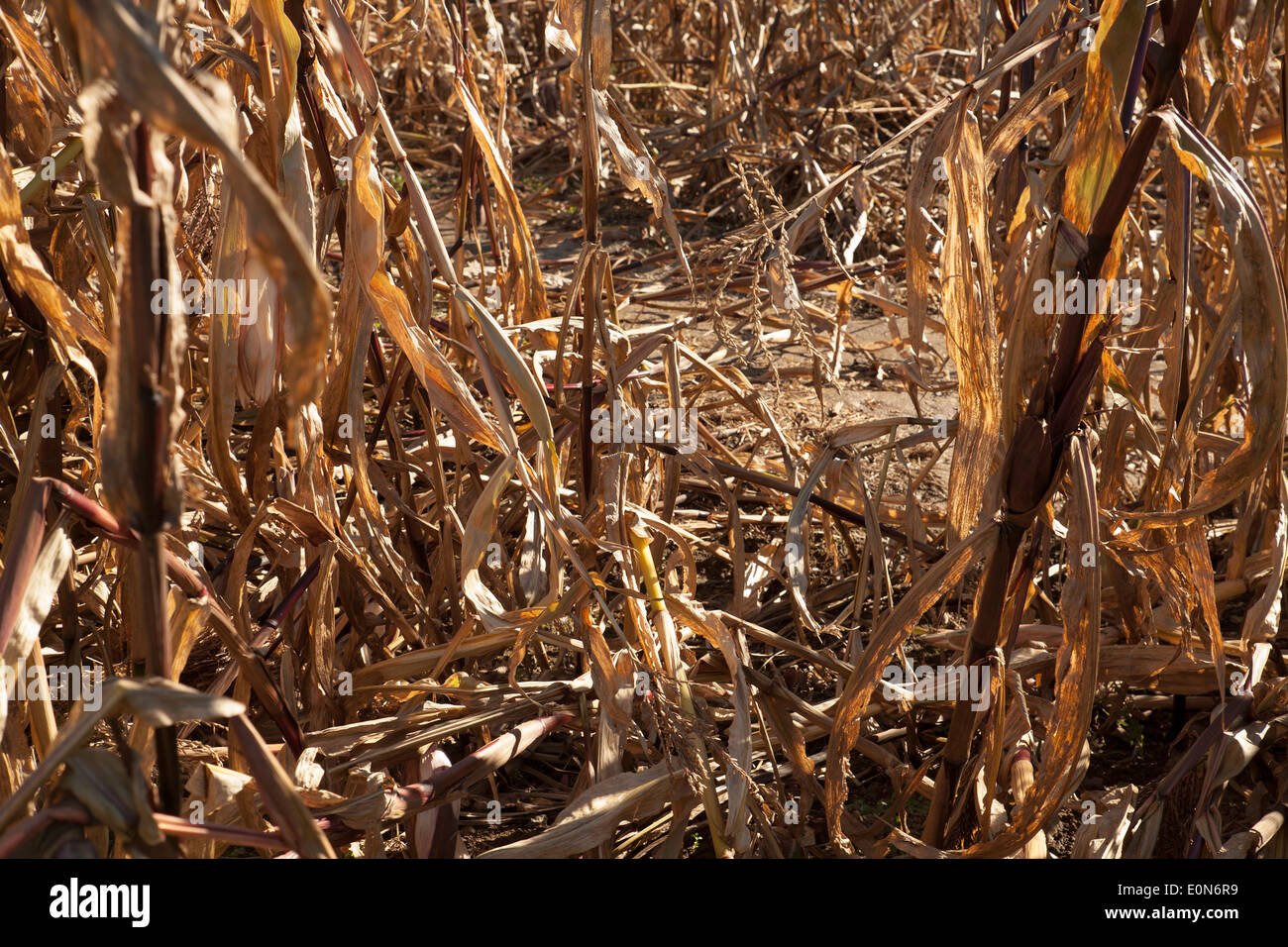 Corn stalks in a Halloween maze stand in the sun in the low afternoon sun. Stock Photo