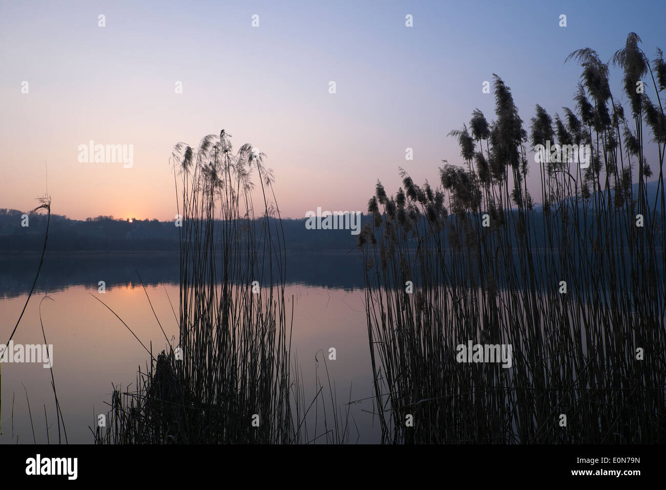 Sunset at winter at the lake in the cane thicket, Italy Stock Photo