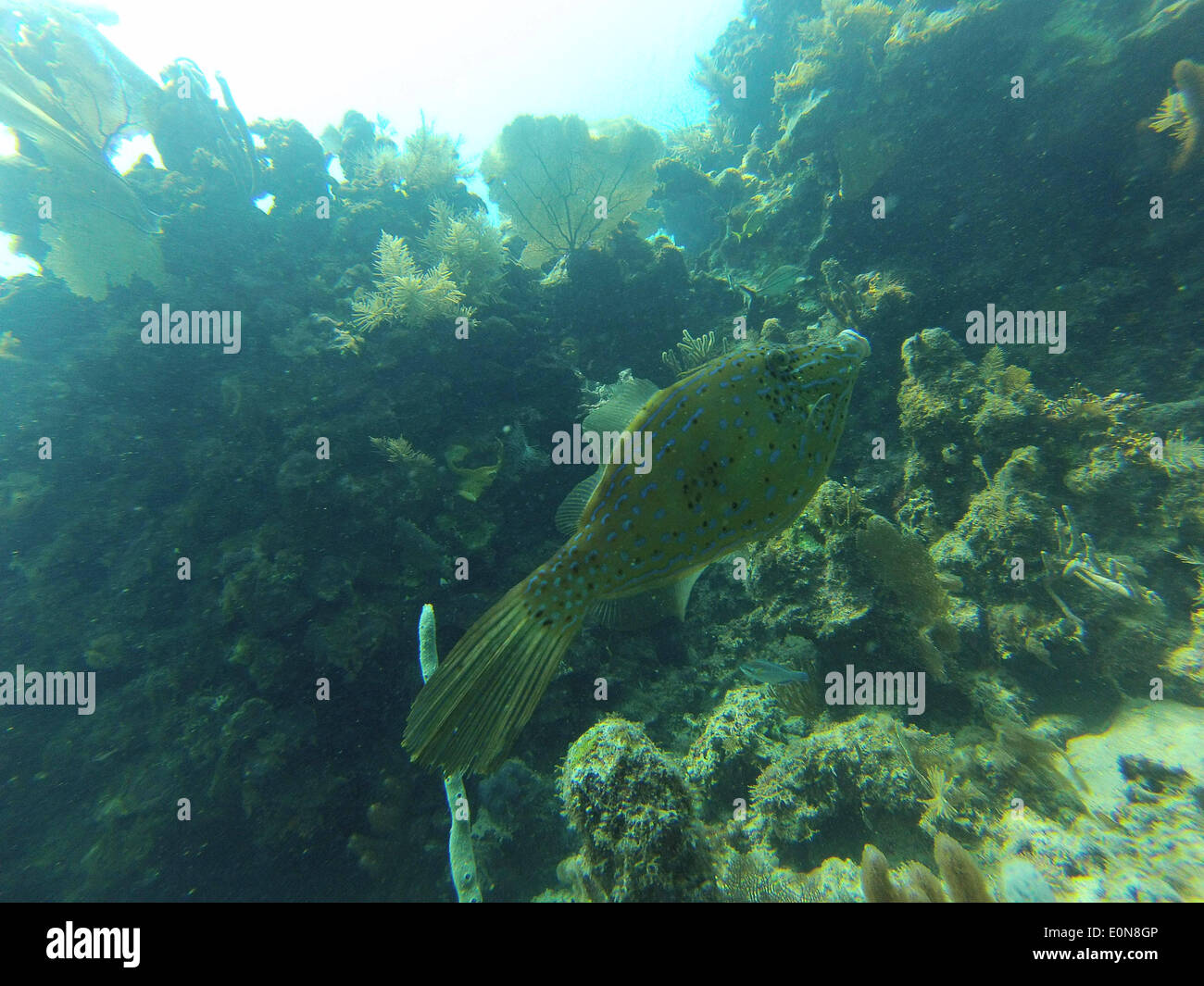 La Ceiba, Atlaneida, Honduras. 4th May, 2014. 5/4/2014. La Ceiba ...