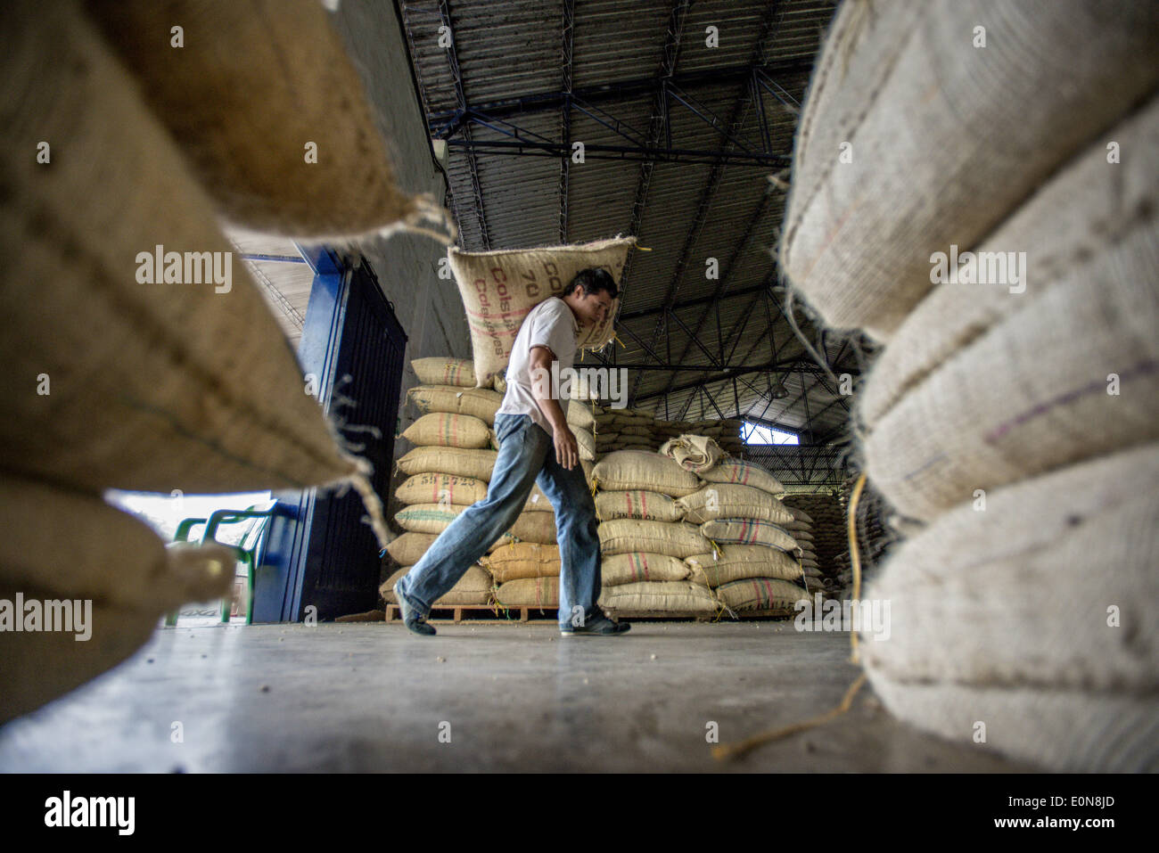 Jardin, Department Antioquia, Colombia. 21st Mar, 2014. March, 21, 2014 - Coffee beans from local farmers are carried in by hand as Coffee processed and stored for world-wide shipment at a co-op, Coopertiva de Caficultores de Andes in the town of Jardin in the Department Antioquia region of Colombia.Story Summary:.Deep in the verdant valleys of Colombia's Department Antioquia region is Fabio Alonso Reyes Cano's coffee finca. Finca La Siemeona has been in Cano's family for generations. He and two workers farm the 5-acres of land as his ancestors did, bean by bean. It is a tradition that Stock Photo