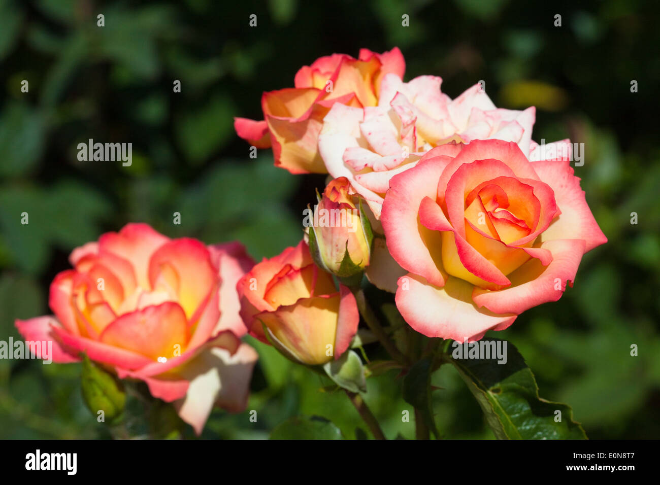 Rosafarbene Rosen blooming roses Stock Photo Alamy
