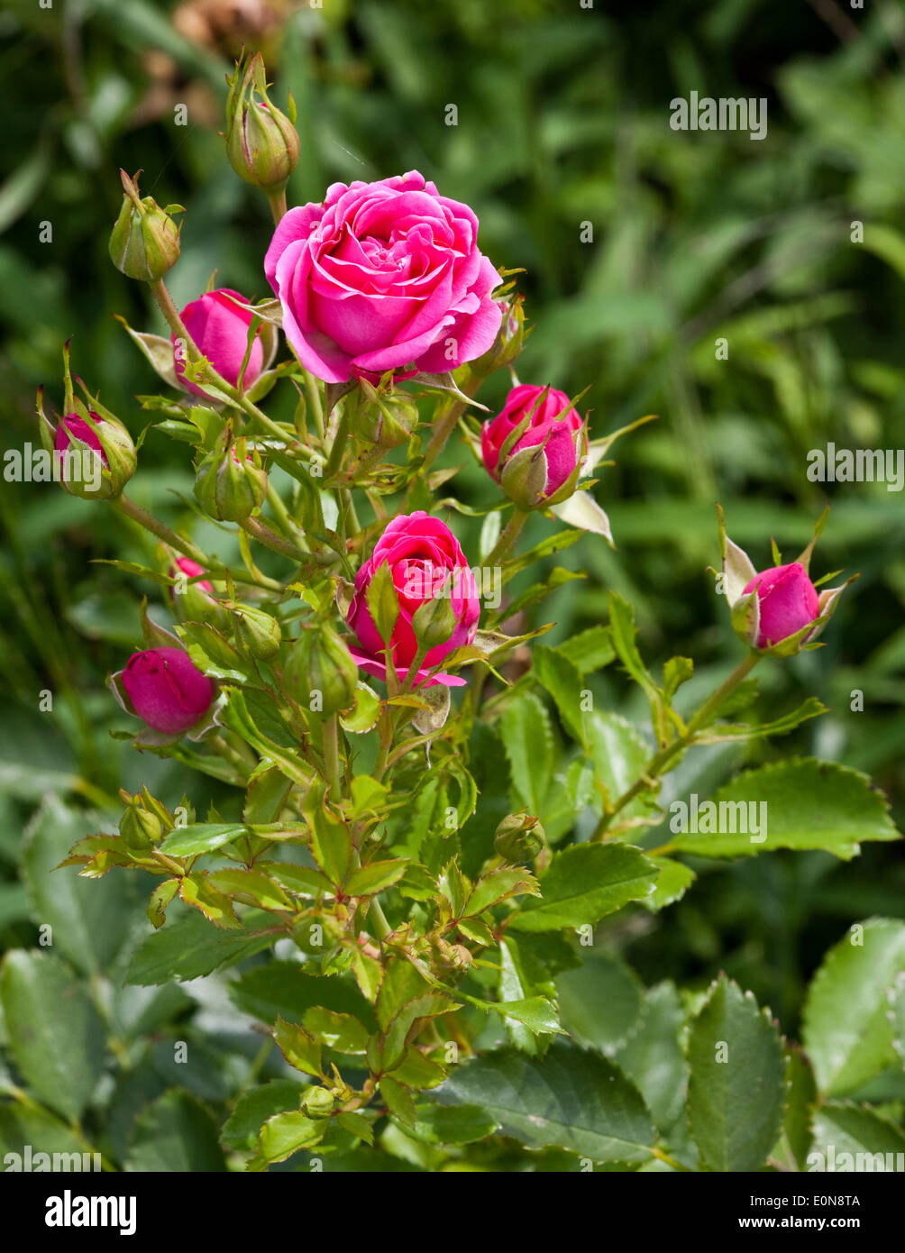Rosen gewachst bordeaux Blumigo Rosen gewachst bordeaux Blumigo