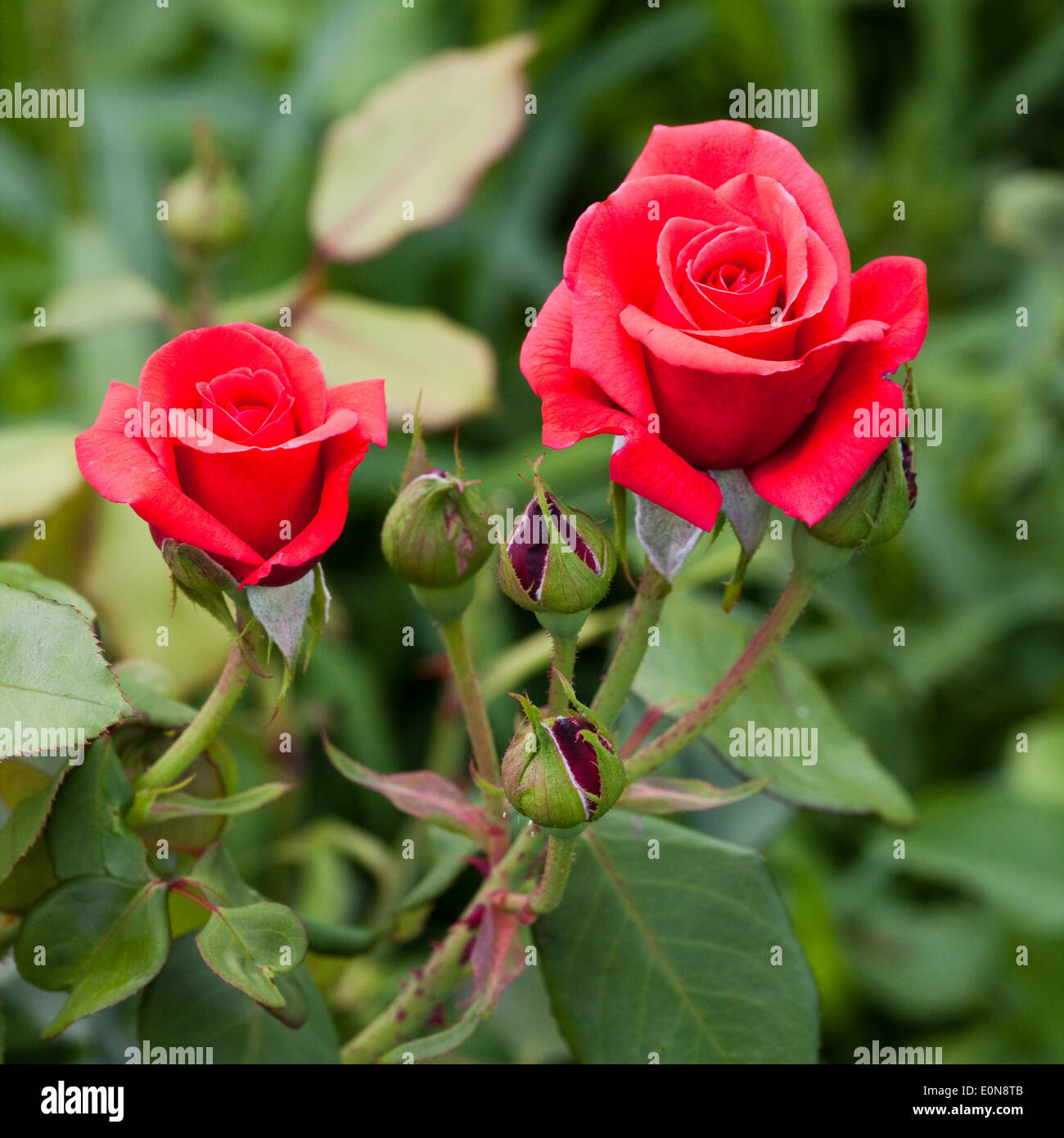 Rote Rosen High Resolution Stock Photography and Images - Alamy