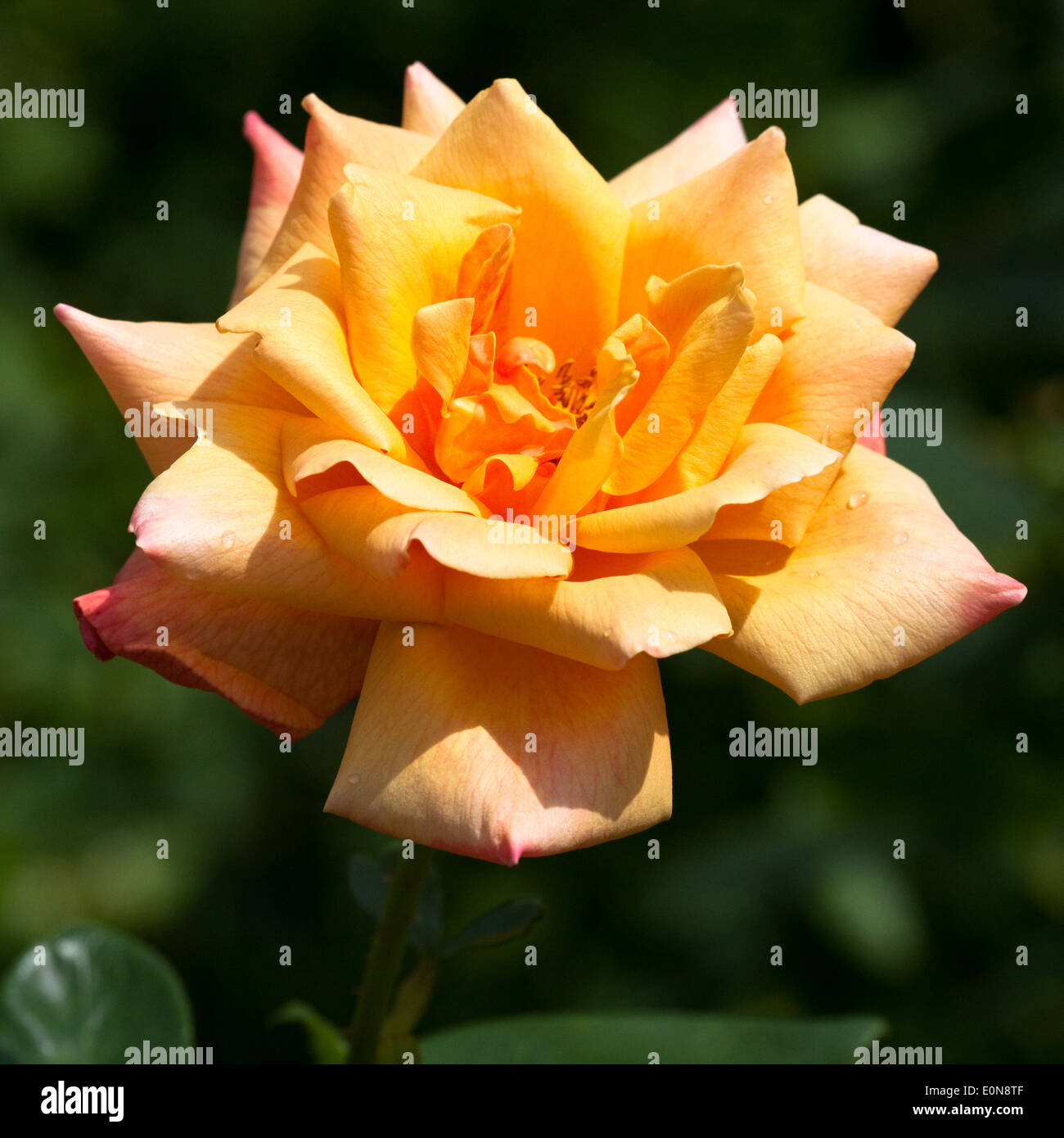 Gelbe Rose - blooming rose Stock Photo