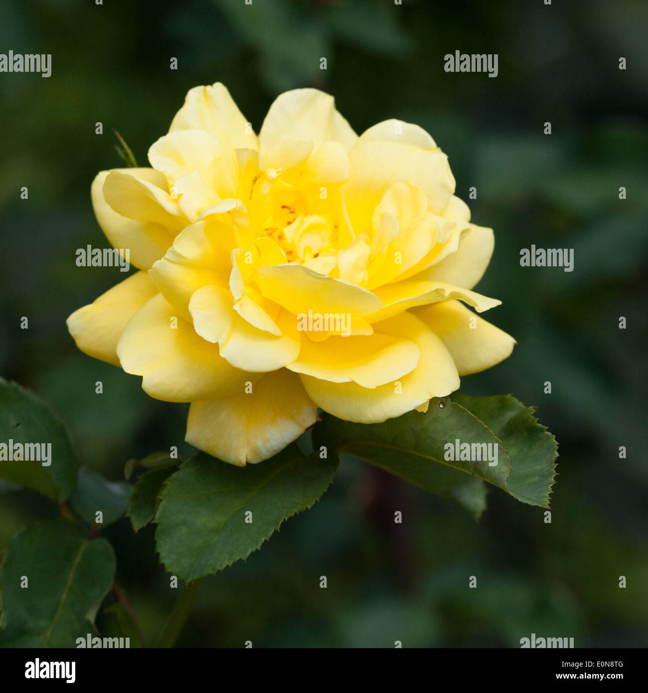 Gelbe Rose - blooming rose Stock Photo