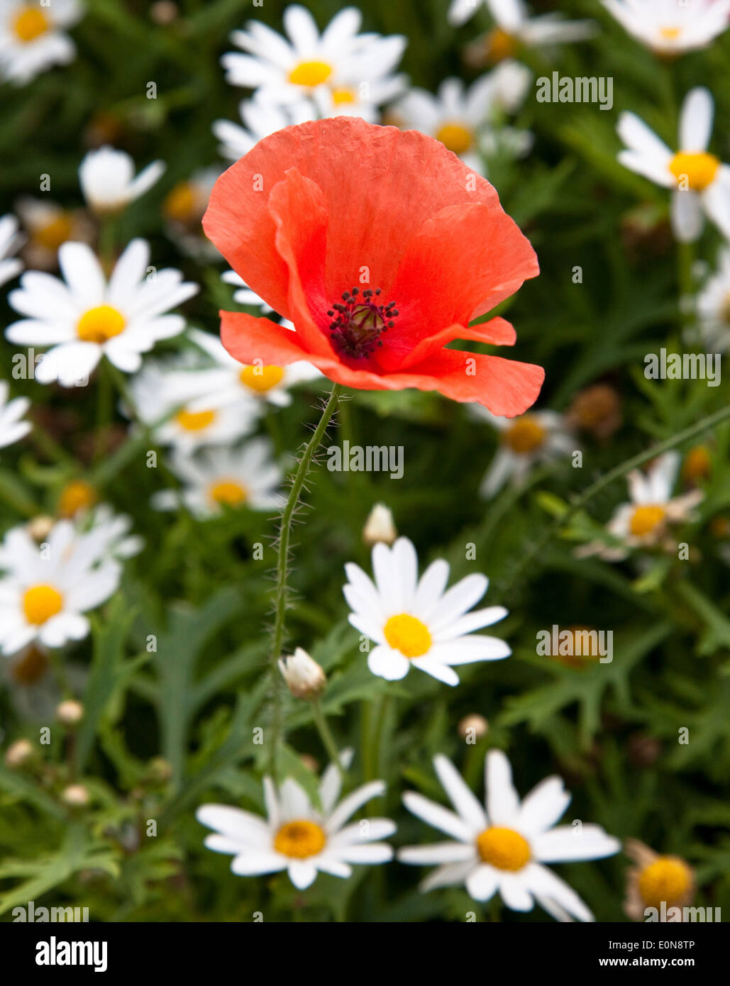 Mohnblume (Papaver rhoeas) - Red Poppy (Papaver rhoeas) Stock Photo