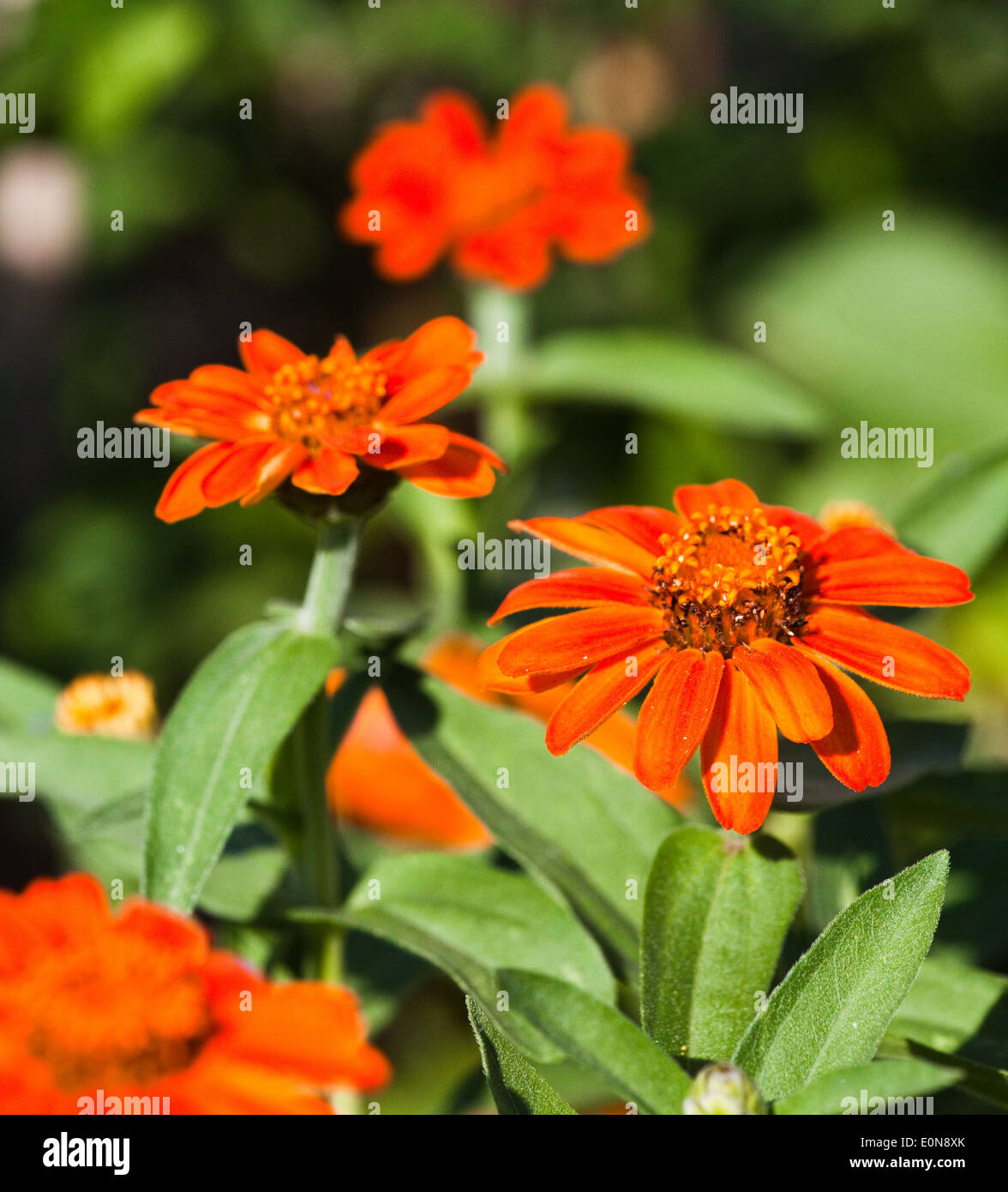 Kokardenblume, Kobold, (Gaillardia Hybride) - Blanket flower (Gaillardia Hybride) Stock Photo