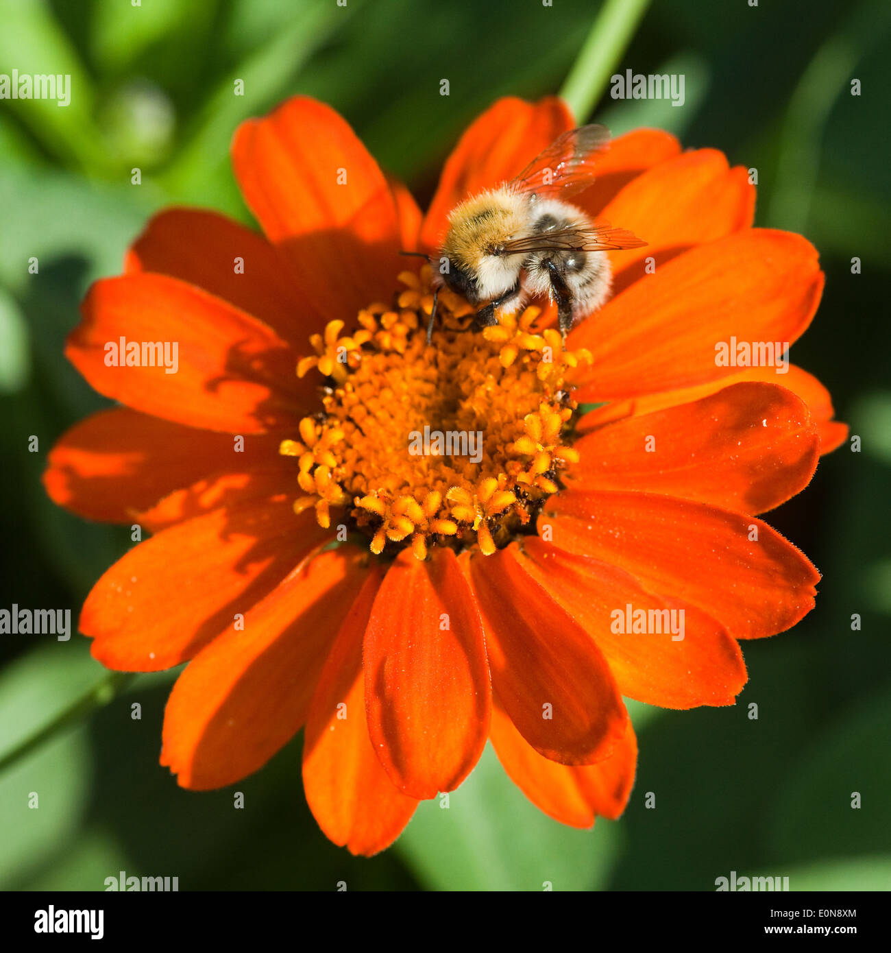 Kokardenblume, Kobold, (Gaillardia Hybride) - Blanket flower (Gaillardia Hybride) Stock Photo