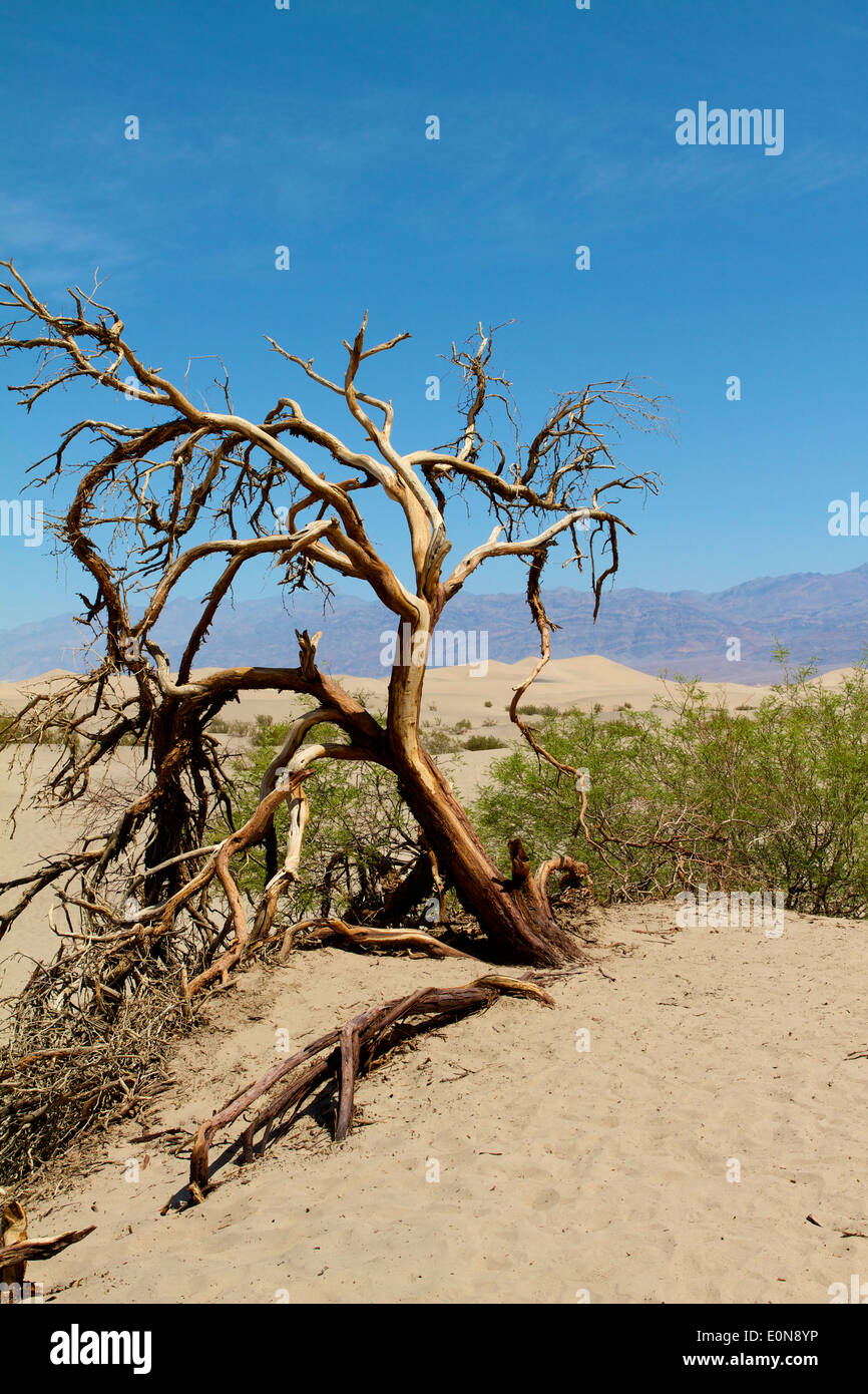 Death valley high temperatures hi-res stock photography and images - Alamy
