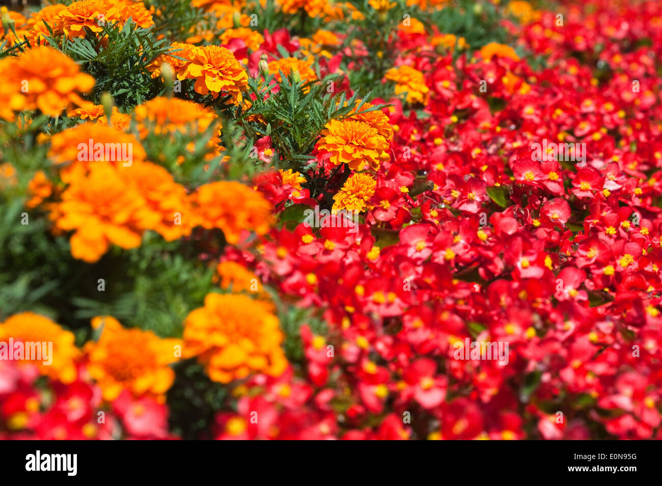 Marigold (Tagetes), Bedding Begonia (Begonia-semperflorens-Hybride) Stock Photo