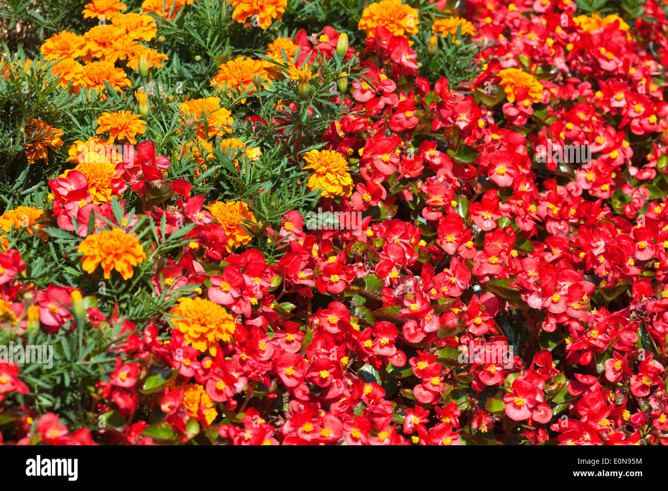 Marigold (Tagetes), Bedding Begonia (Begonia-semperflorens-Hybride) Stock Photo