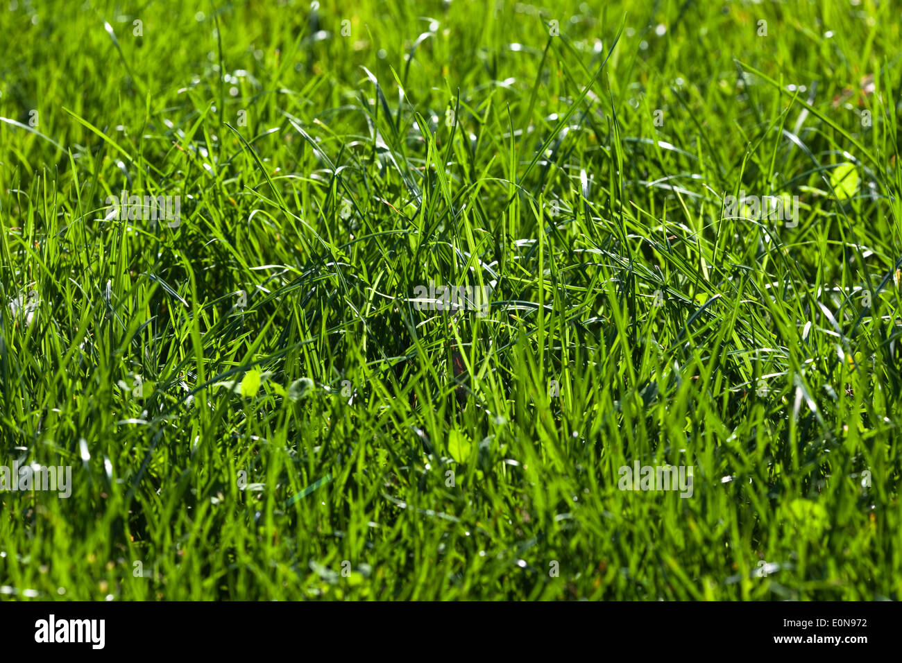 Grashalme - Grass Stock Photo