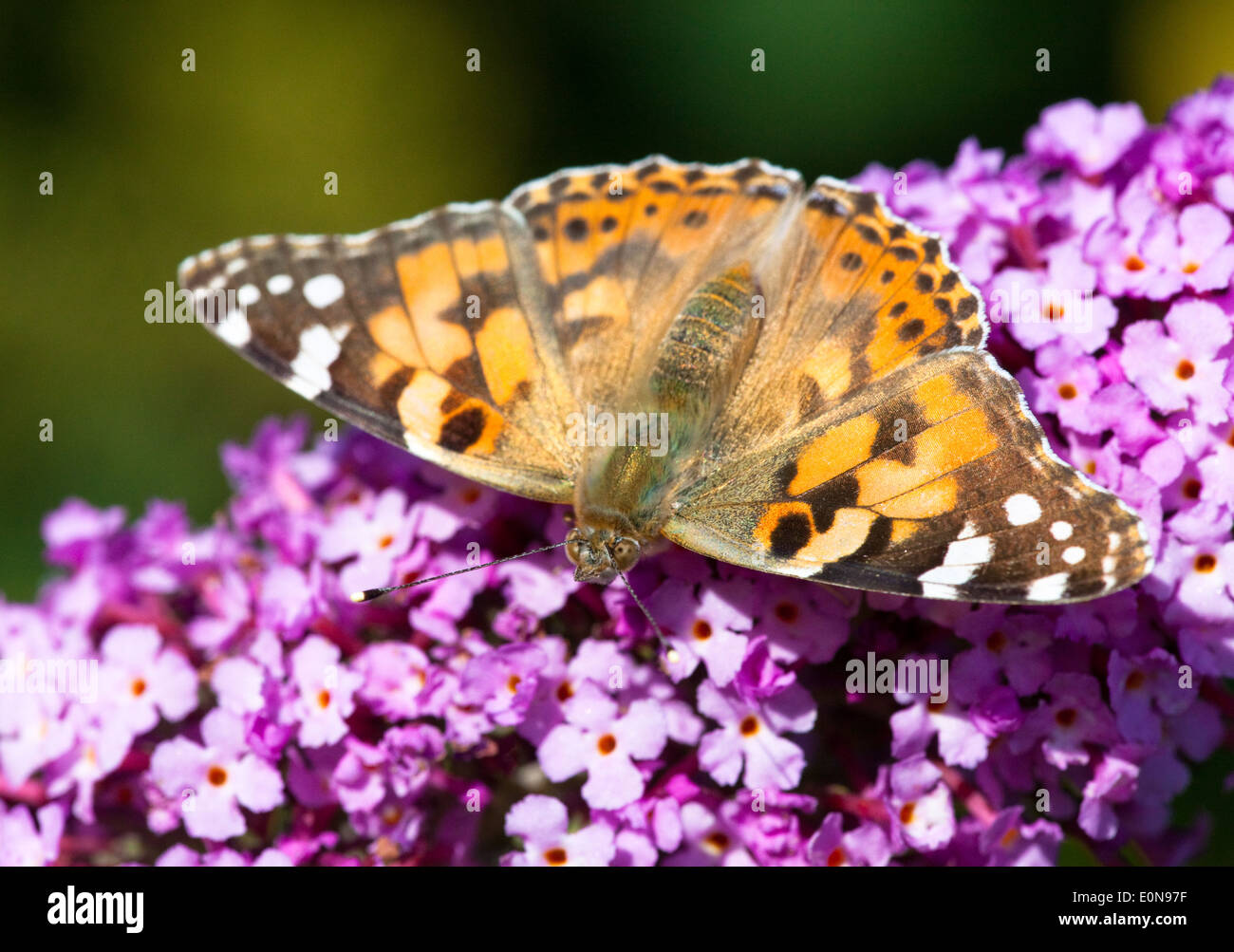 Distelfalter - Painted Lady Stock Photo - Alamy