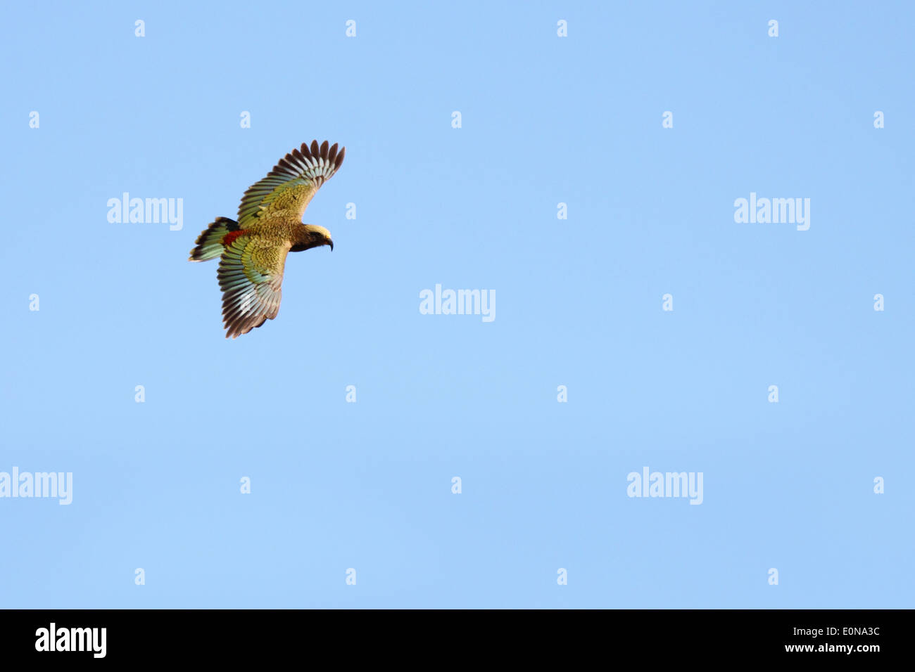 A Kea in colorful flight among mountain skies. Stock Photo
