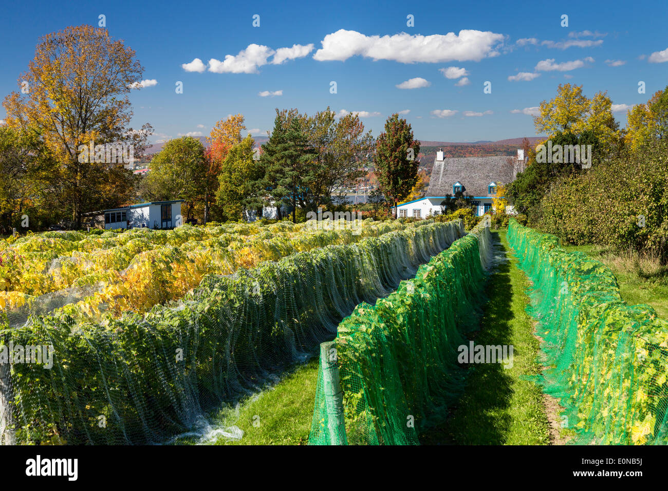 A vineyard on the island of Ile d' Orleans, Quebec, Canada Stock Photo