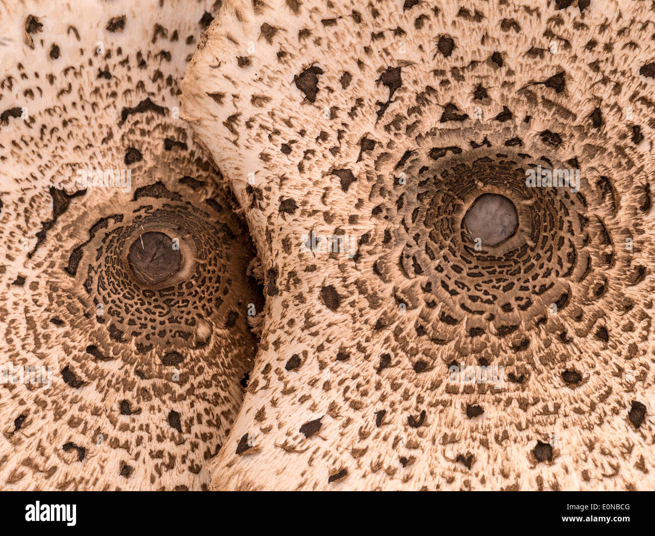 Close up view of two large overlapping parasol mushroom caps, Macrolepiota procera looking like a face with eyes. See E0NBGA. Stock Photo