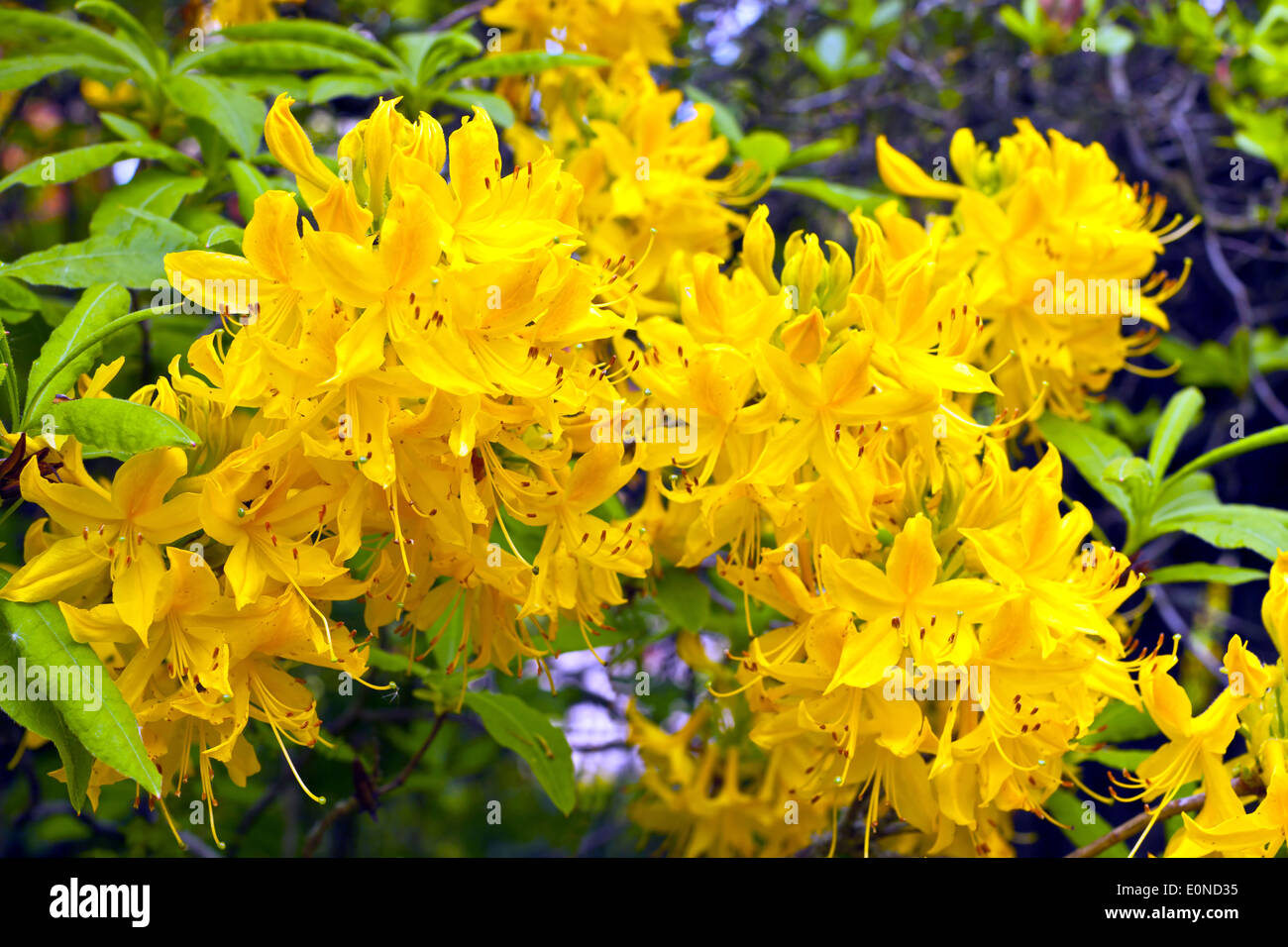 Golden yellow azalea (Deciduous Azalea luteum) in an English garden. Stock Photo