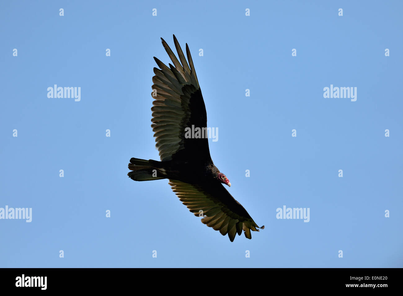 Aura colors hires stock photography and images Alamy