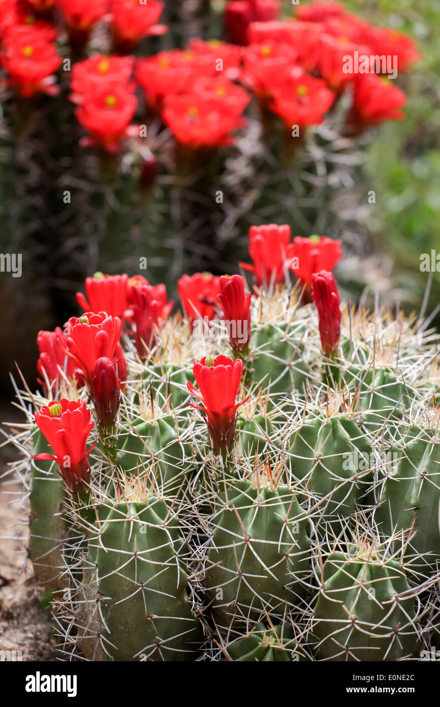 Claretcup cactus flowers (Echinocereus triglochidiatus Stock Photo Alamy