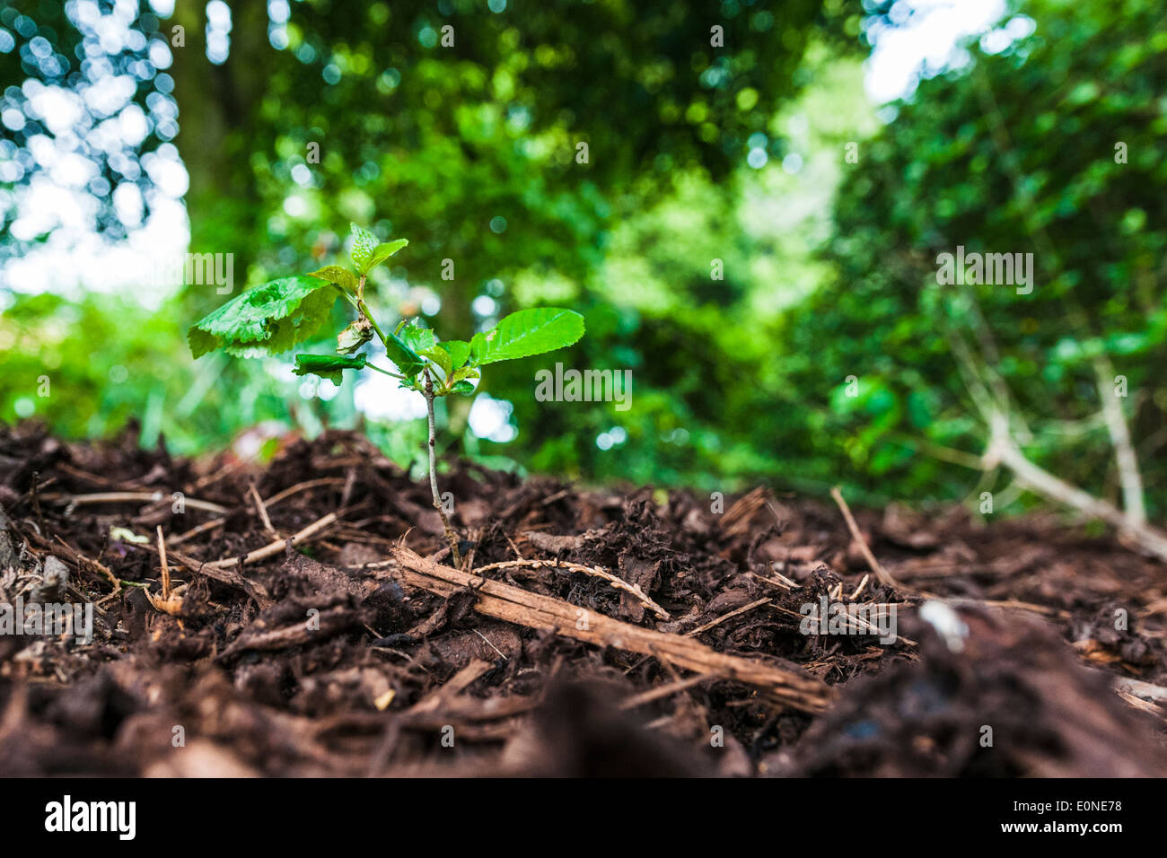 Ground level view of a beech tree sapling Stock Photo - Alamy