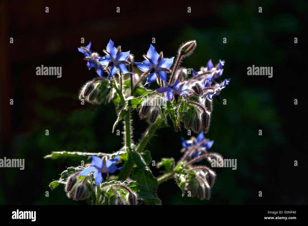 Blue Borage herb with back lighting Stock Photo