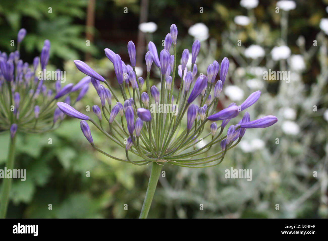 Beautiful blue purple flowers Stock Photo Alamy