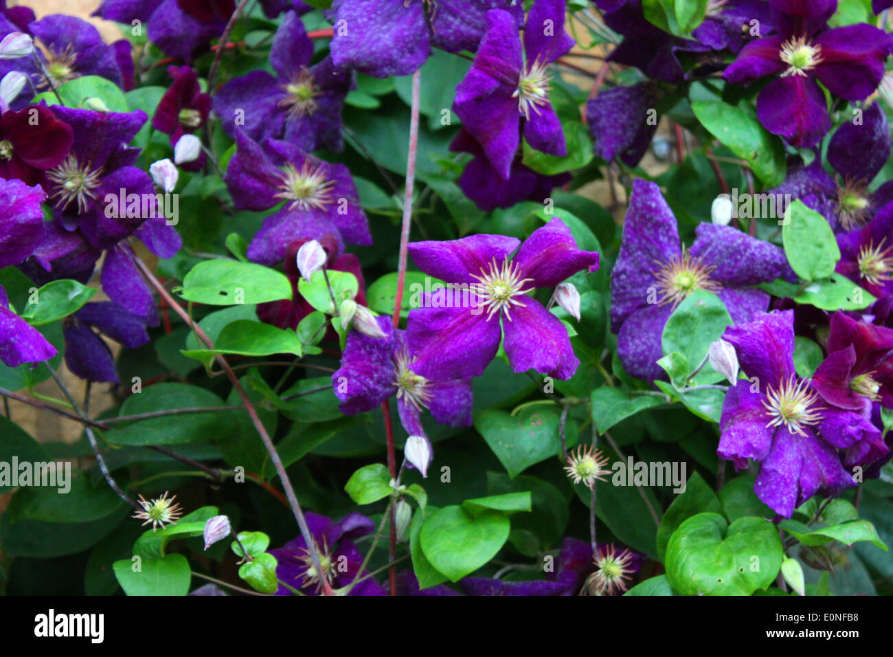 Beautiful blue purple flowers Stock Photo - Alamy