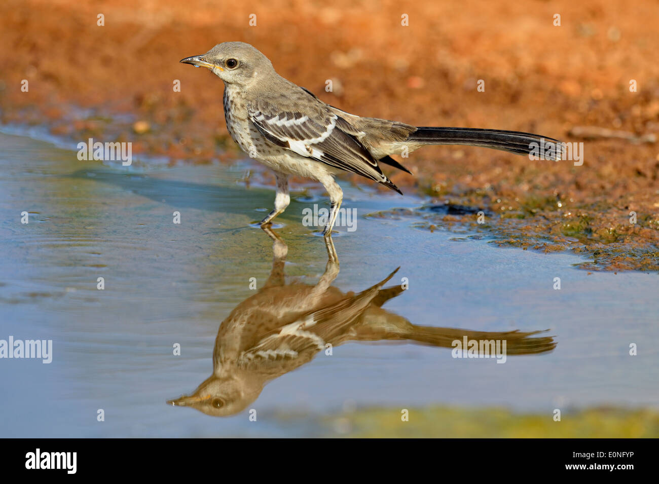 Northern Mockingbird, Mimus polyglottos, Rio Grande City, Texas, Stock Photo