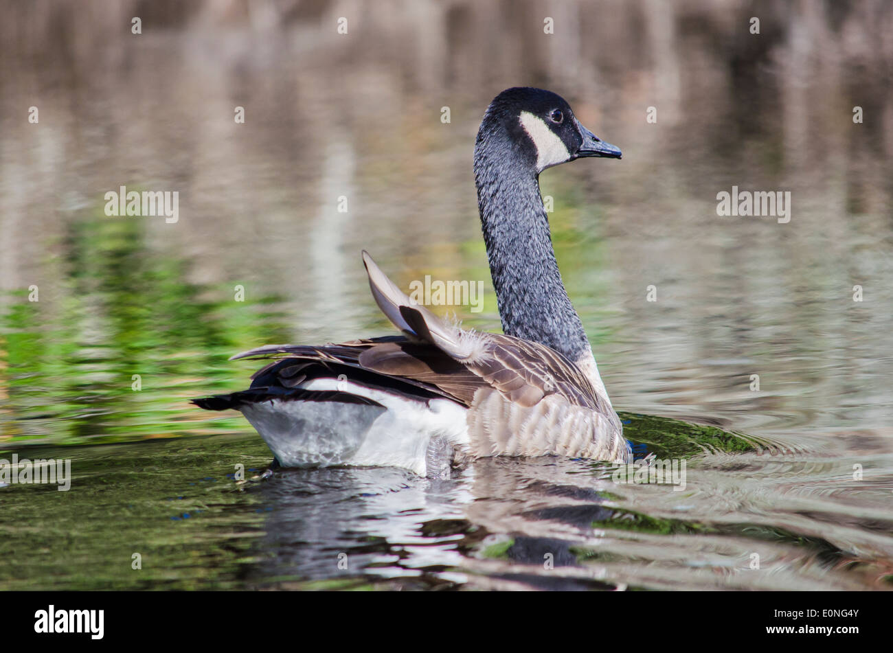Canada goose swimming Stock Photo