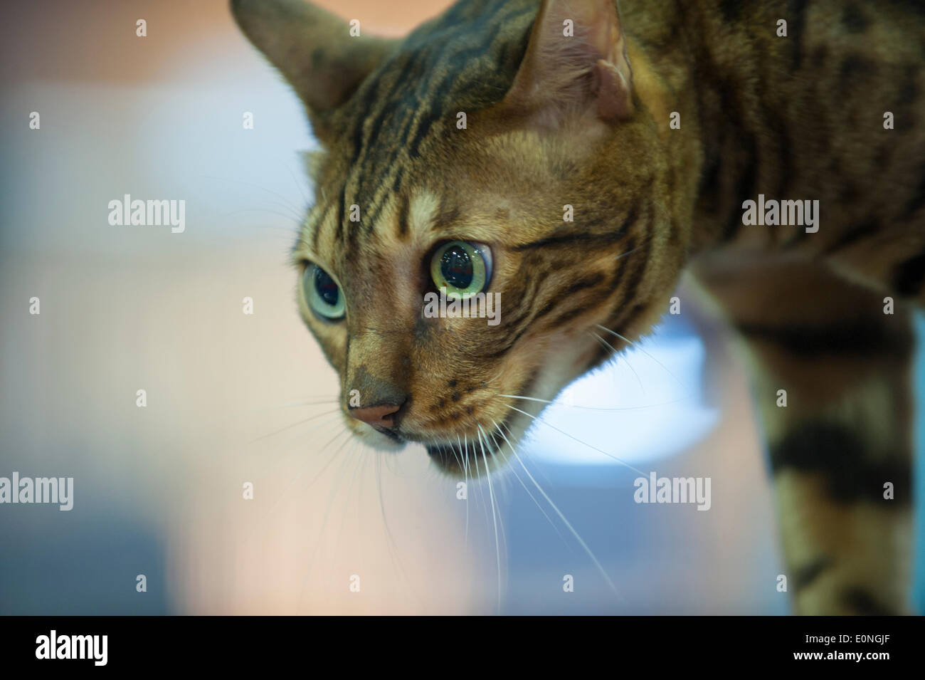 teddy cat online