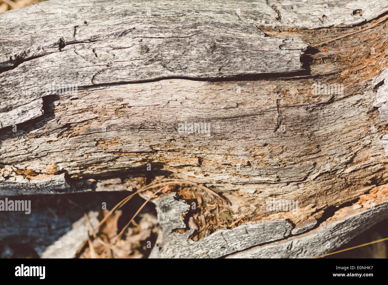 close up of bark detail on tree in Yosemite national park Stock Photo
