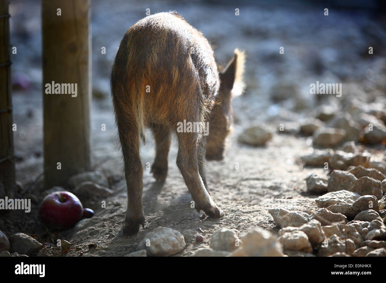 Young wild boar in a deer park Stock Photo