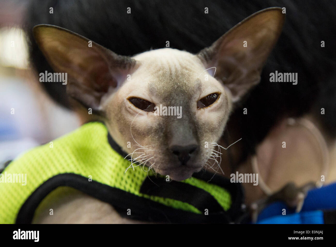 London, UK. 17 May 2014. Picture: A hairless Peterbald cat breed. The London Pet Show, now in its 4th year, takes place on 17-18 May 2014 at Earl's Court with pets such as reptiles, rabbits, ducks, cats, dogs and ponies on show. Photo: Nick Savage/Alamy Live News Stock Photo