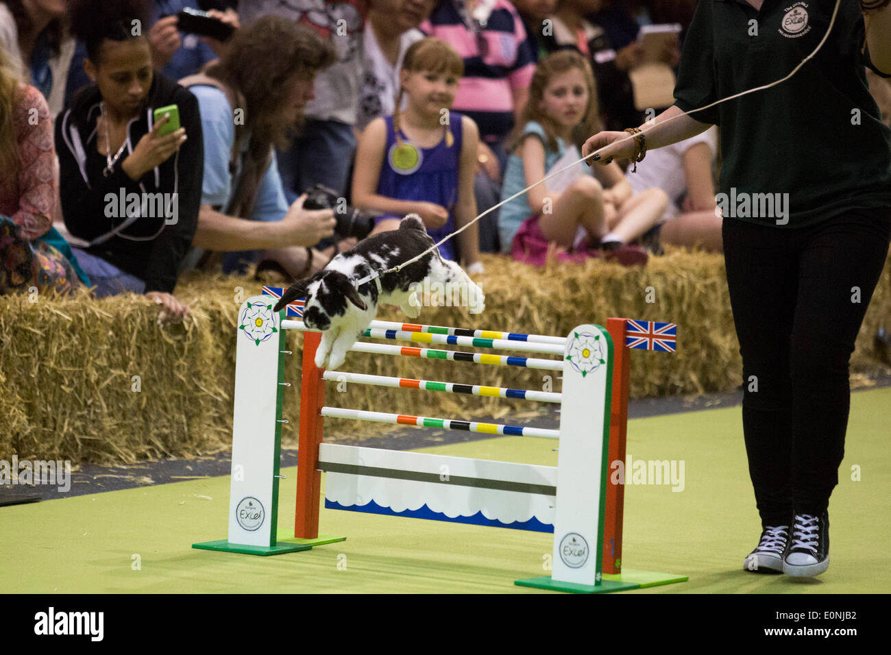 London, UK. 17 May 2014. A rabbit jumps over a tall fence. The London Pet Show, now in its 4th year, takes place on 17-18 May 2014 at Earl's Court with pets such as reptiles, rabbits, ducks, cats, dogs and ponies on show. Photo: Nick Savage/Alamy Live News Stock Photo