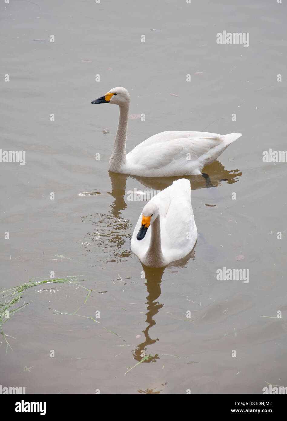 Two white swans Stock Photo Alamy