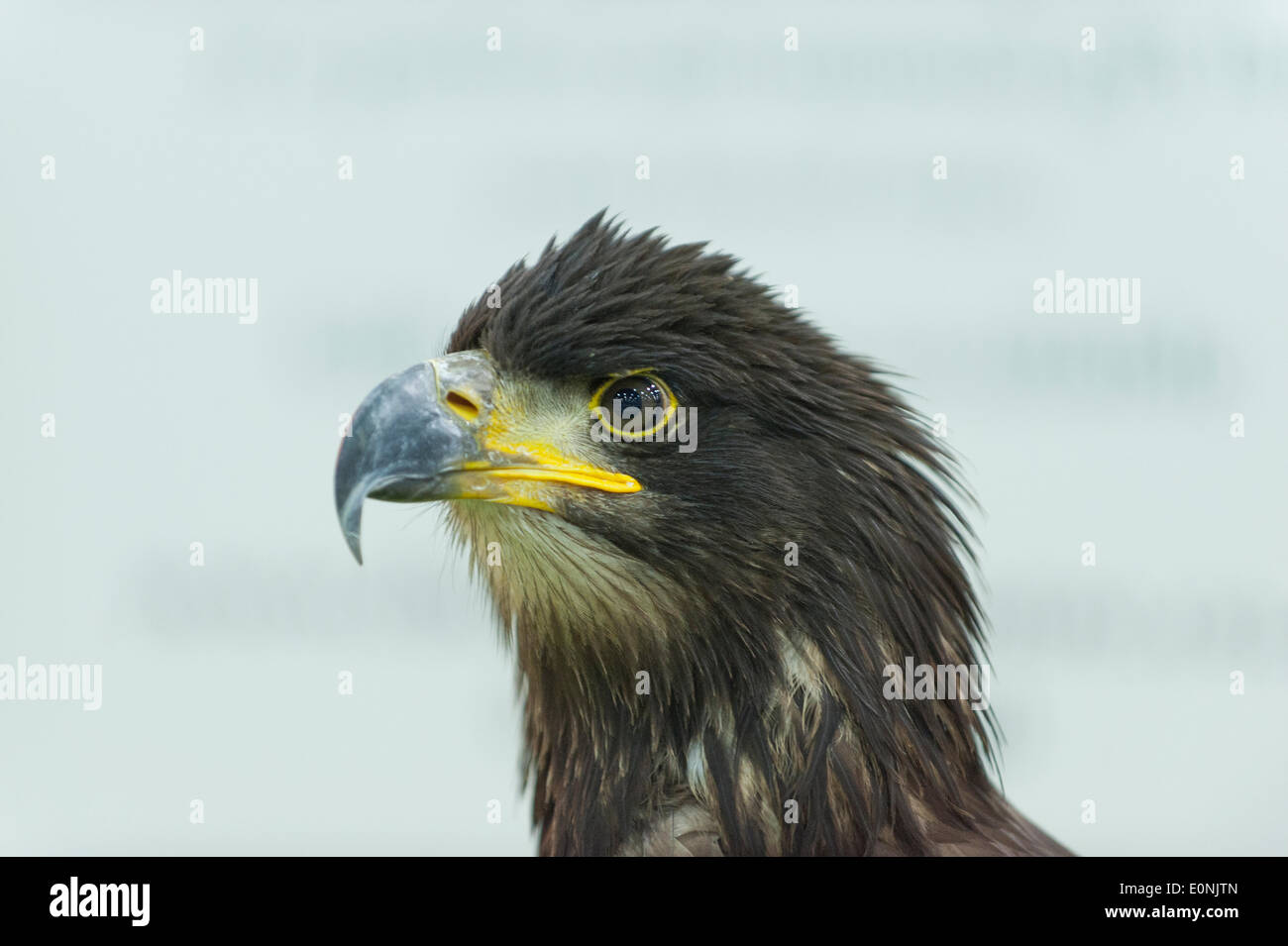 London Uk 17th May 2014 The London Pet Show Sponsored By