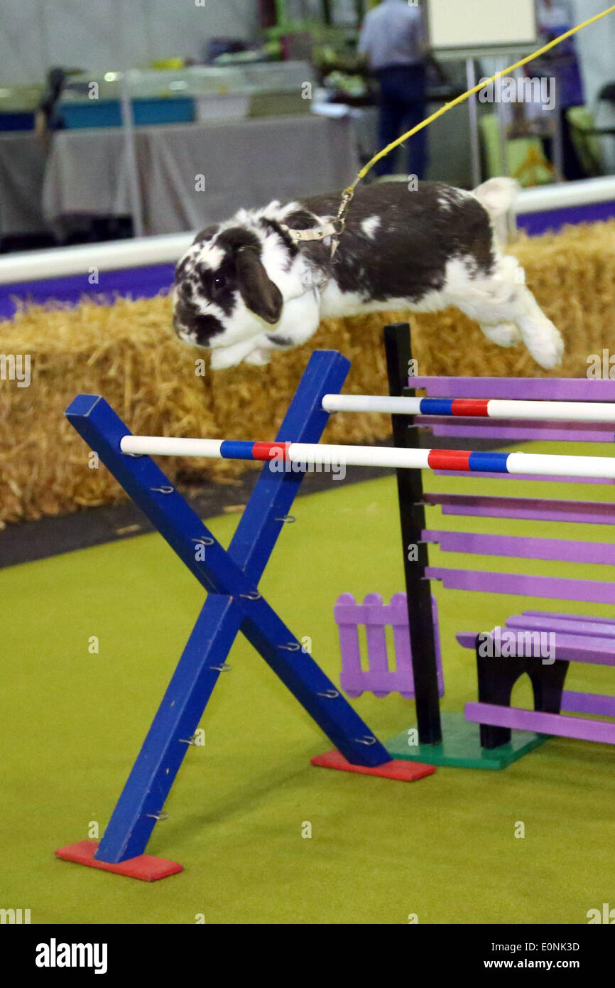 London, UK. 17th May 2014. Rabbit show jumping at the Rabbit Grand