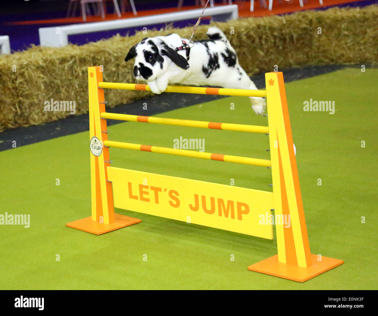 London, UK. 17th May 2014. Rabbit show jumping at the Rabbit Grand National with rabbits from Sweden at the London Pet Show, Earls Court, London. Credit:  Paul Brown/Alamy Live News Stock Photo