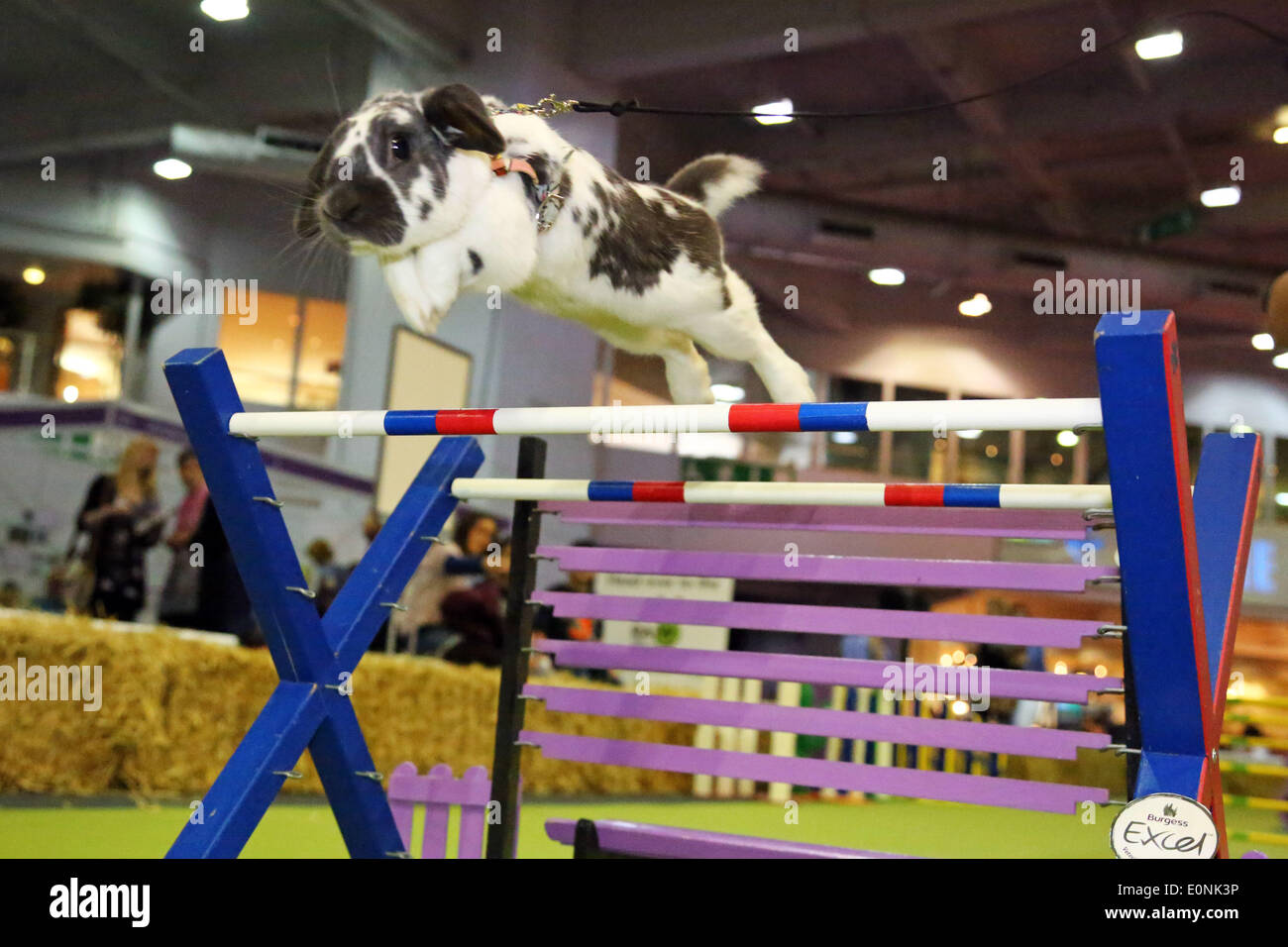 London, UK. 17th May 2014. Rabbit show jumping at the Rabbit Grand National with rabbits from Sweden at the London Pet Show, Earls Court, London. Credit:  Paul Brown/Alamy Live News Stock Photo